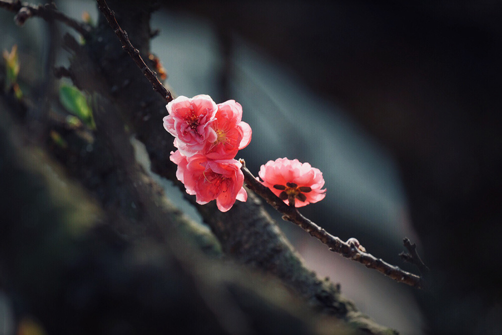 老树桃花